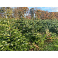 6ft Nordmann Fir Fresh Cut Christmas Tree