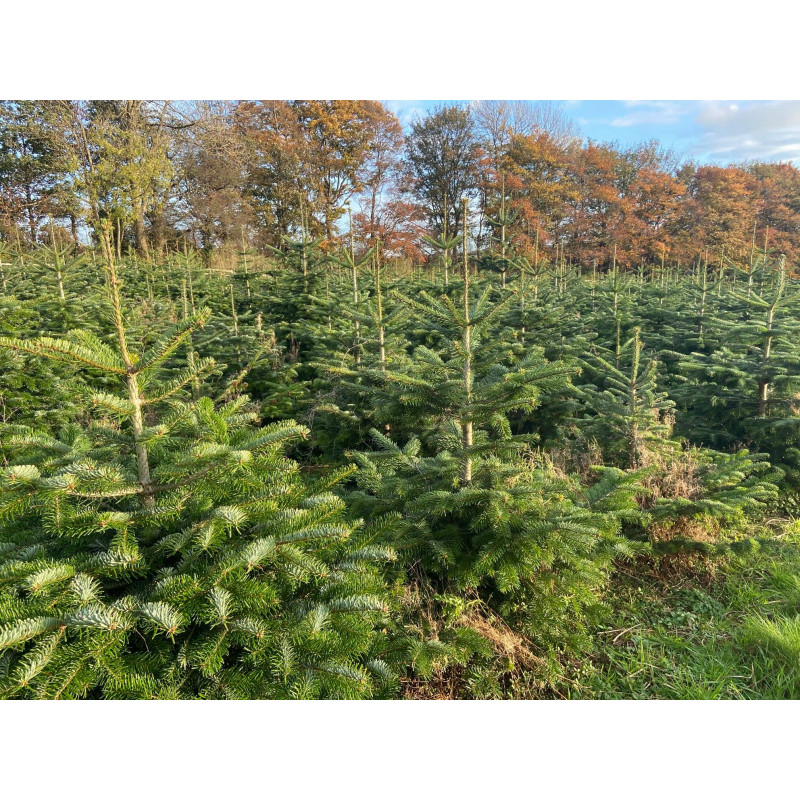 6ft Nordmann Fir Fresh Cut Christmas Tree