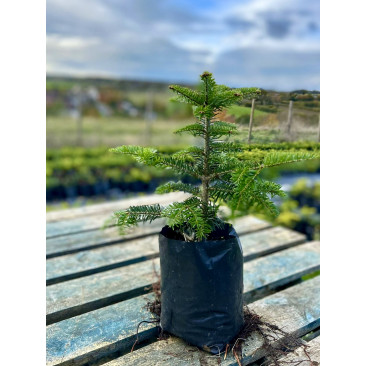 Baby Nordmann Fir Cut Christmas Tree