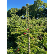 8ft Nordmann Fir Fresh Cut Christmas Tree